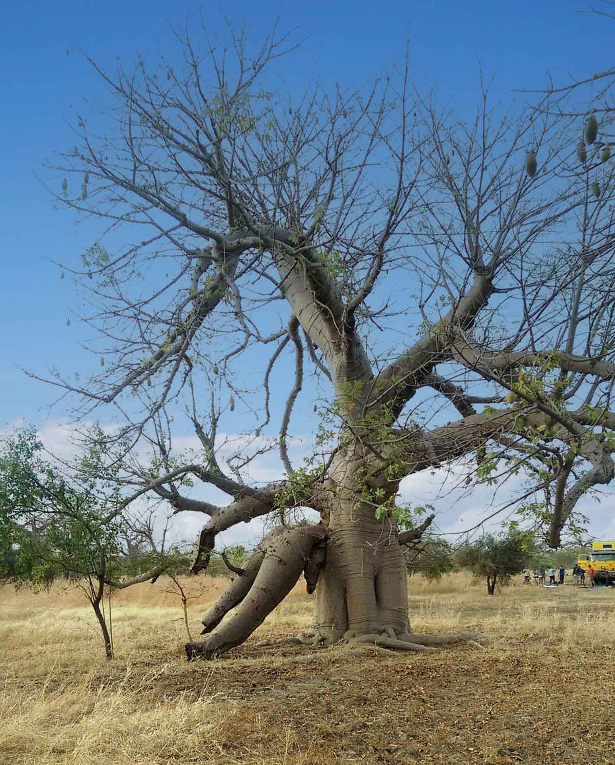 A Baobab tree that looks like an art installation to me.
