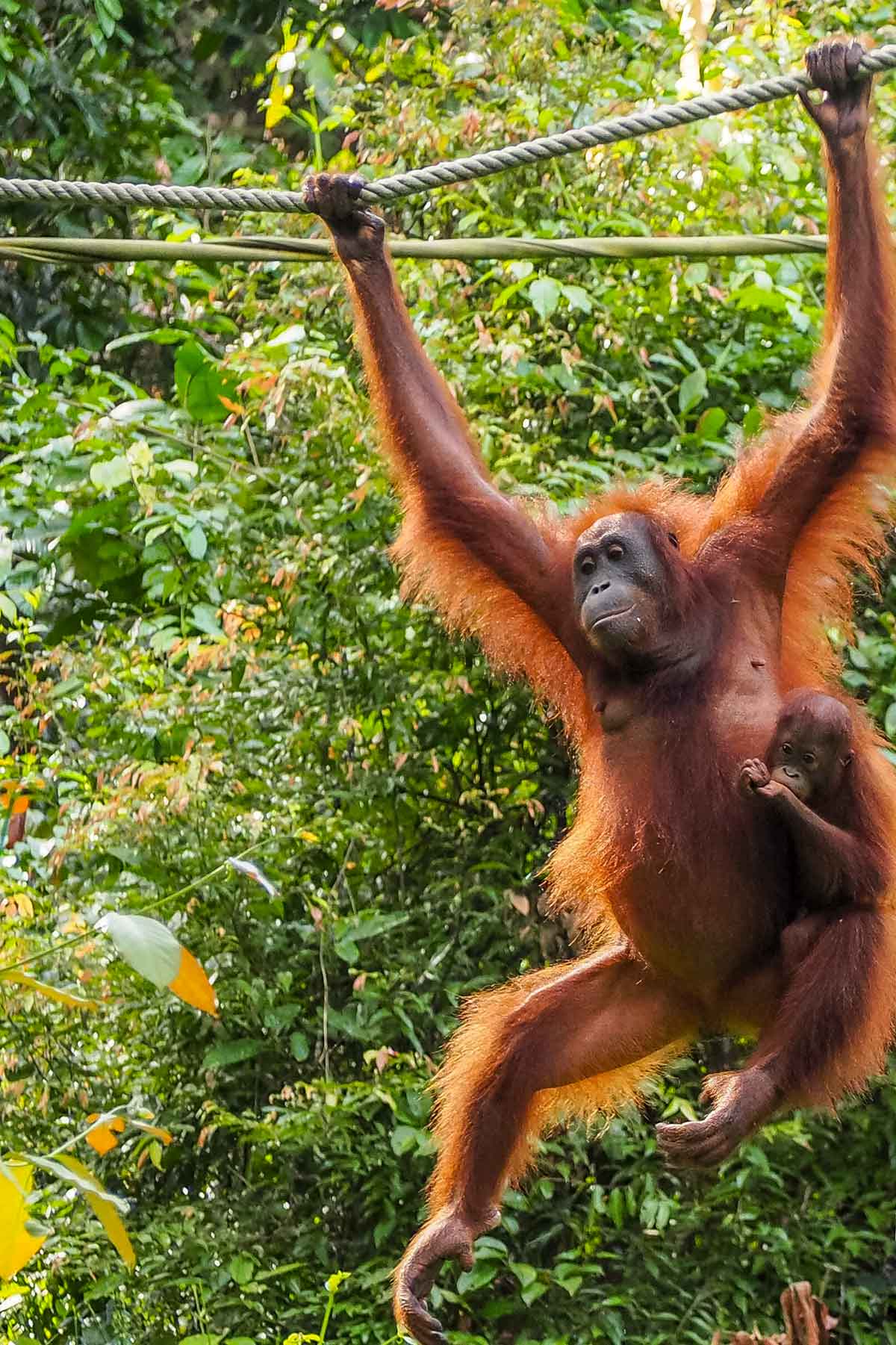 An Orangutan mum with a baby hanging off her at Sepilok Orangutan Rehabilitation Centre