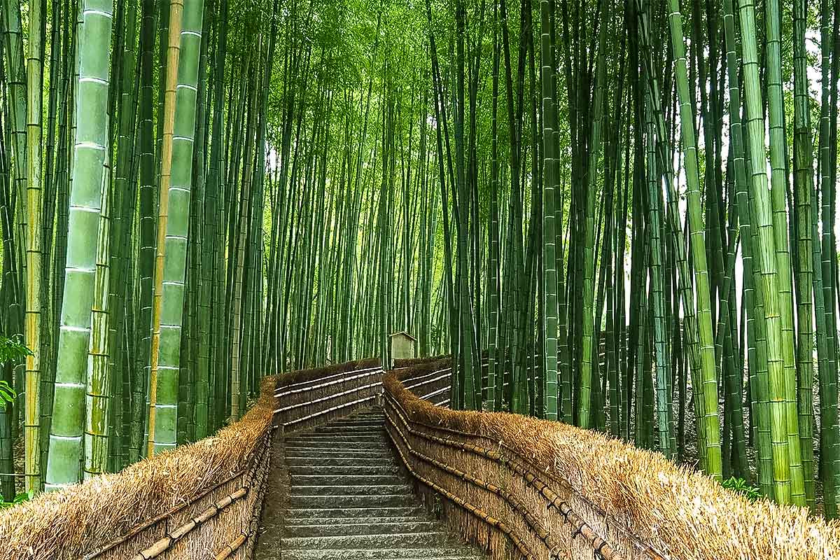 Arashiyama Bamboo forest Kyoto