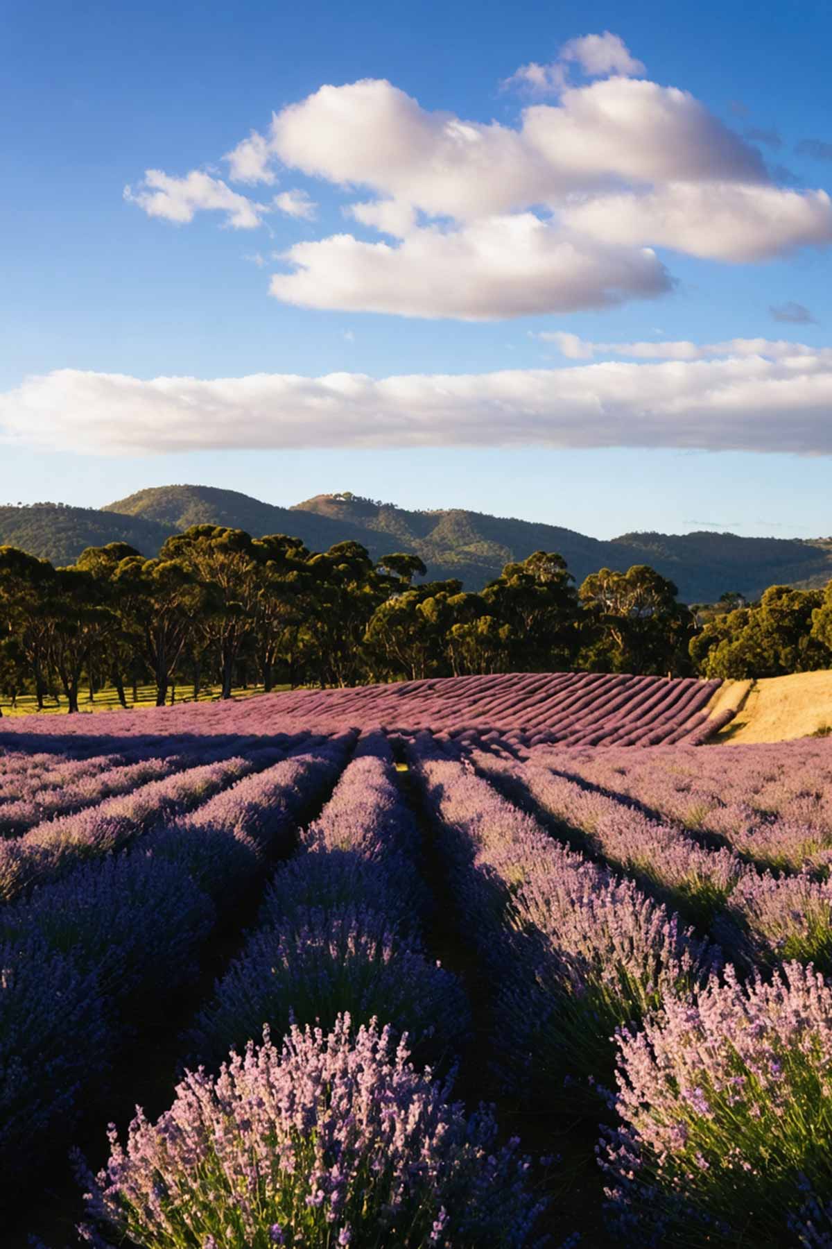 Best_time_to_visit_Tasmania_Lavender_Farms_(1)_0004 Lavender fields in Tasmania
