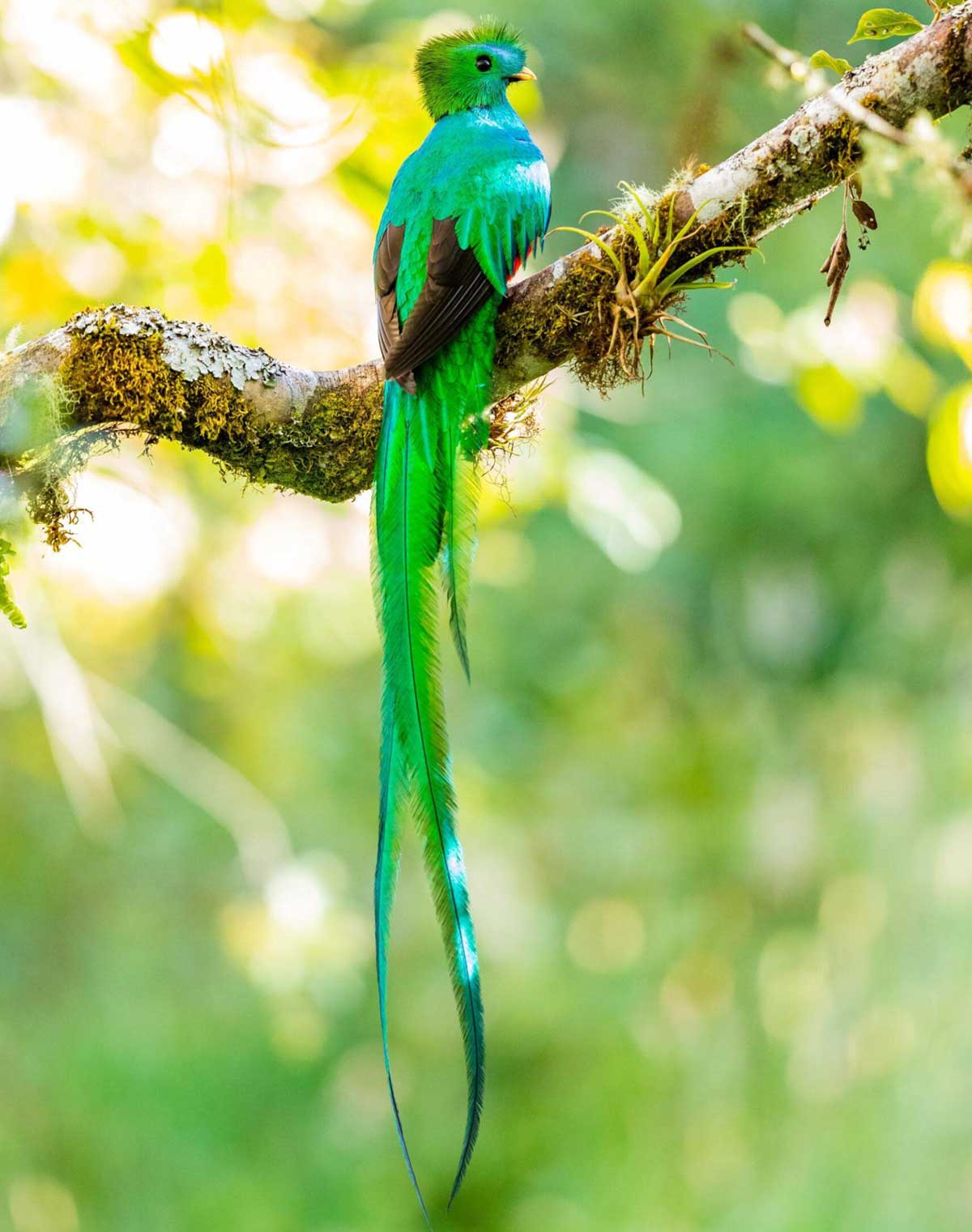 Costa Rican Quetzal