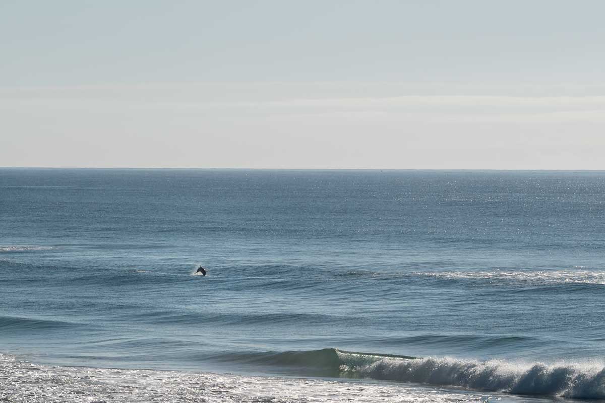 Dolphins off Wooli main beach