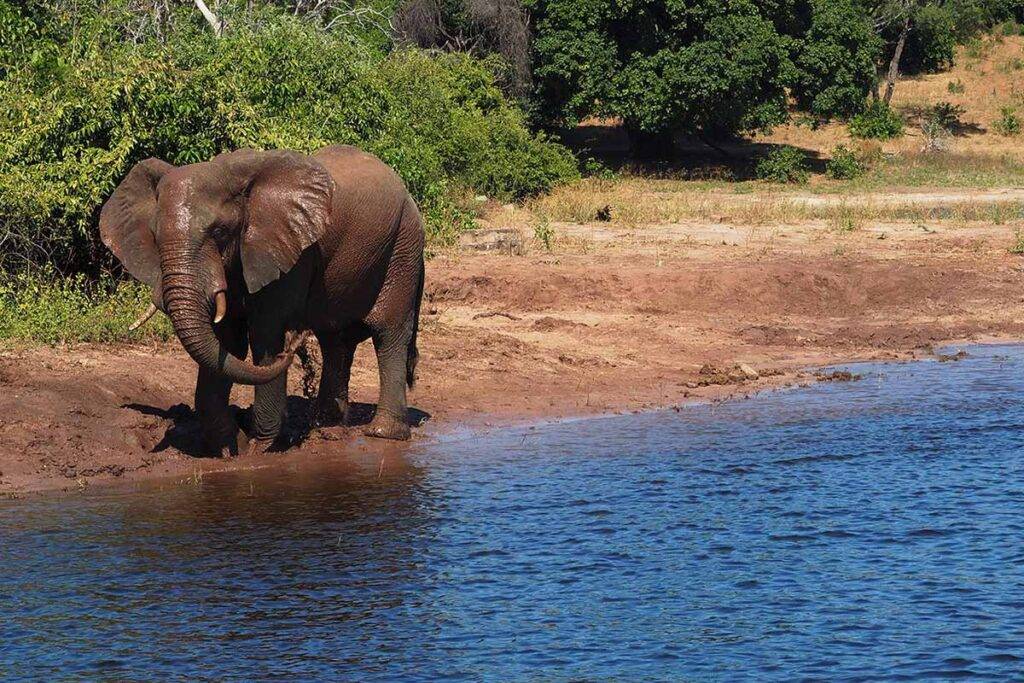 An elephant giving himself a mud bath at Chobe National Park