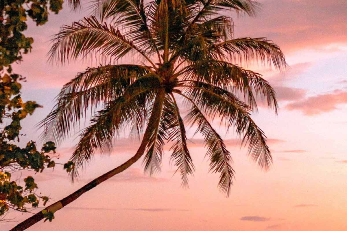 Dusk over the palm lined Fiji