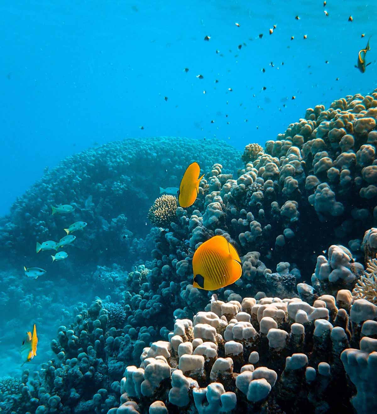 Colourful fish on the great barrier reef