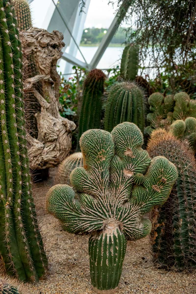 GardensByTheBayCactiGarden Cactus garden at Gardens By The Bay Singapore