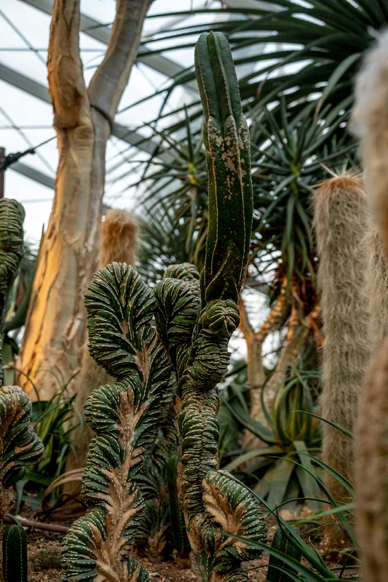 Cactus garden at Gardens By The Bay Singapore