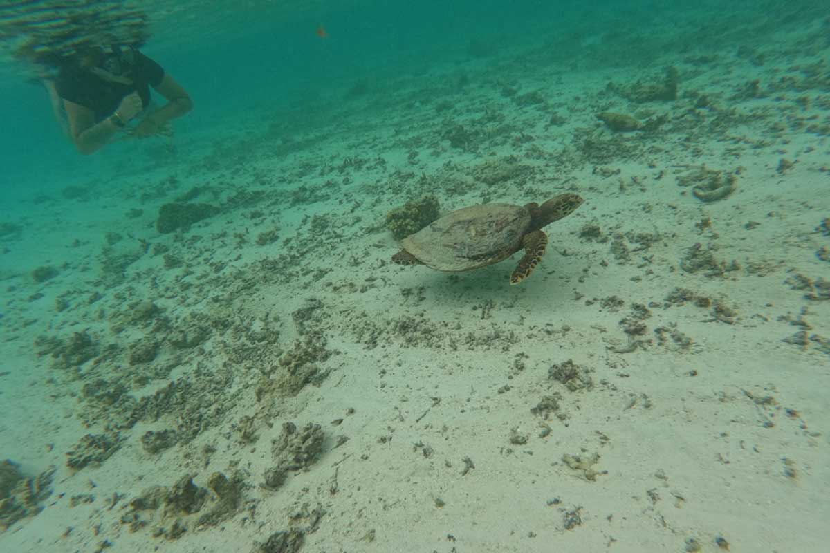 Me swimming with a turtle at our Maldives resort