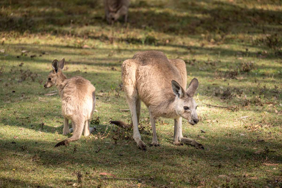 Kangaroos Coombabah Wetlands hike Gold Coast