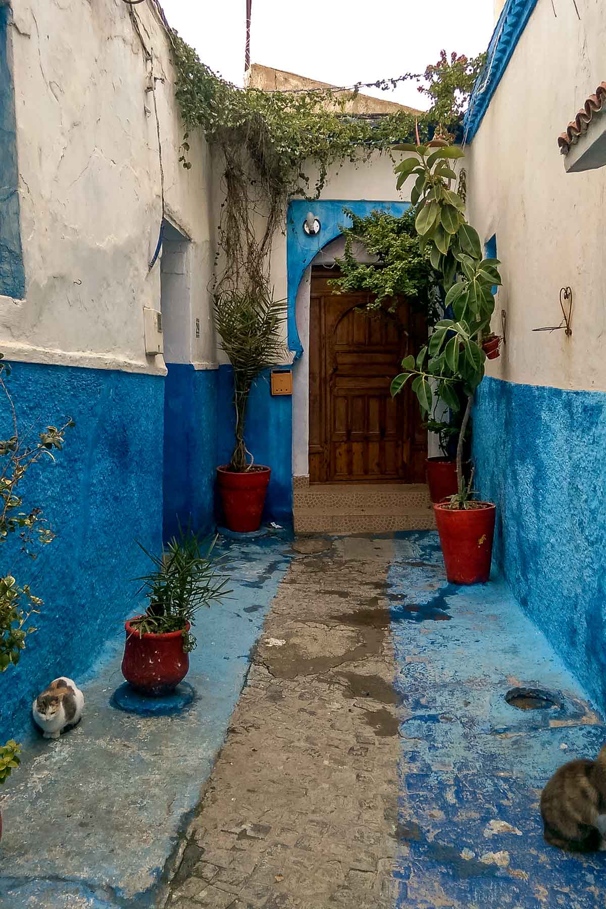 Laneway with some local cats in the Kasbah of the Udayas
