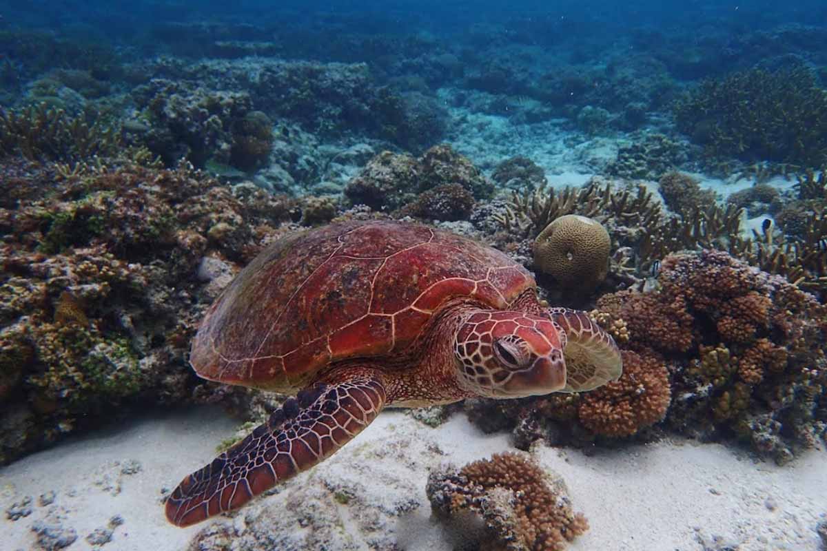 Snorkelling with turtles on the Great Barrier Reef