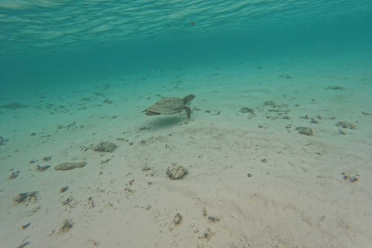 A turtle in the lagoon of the resort