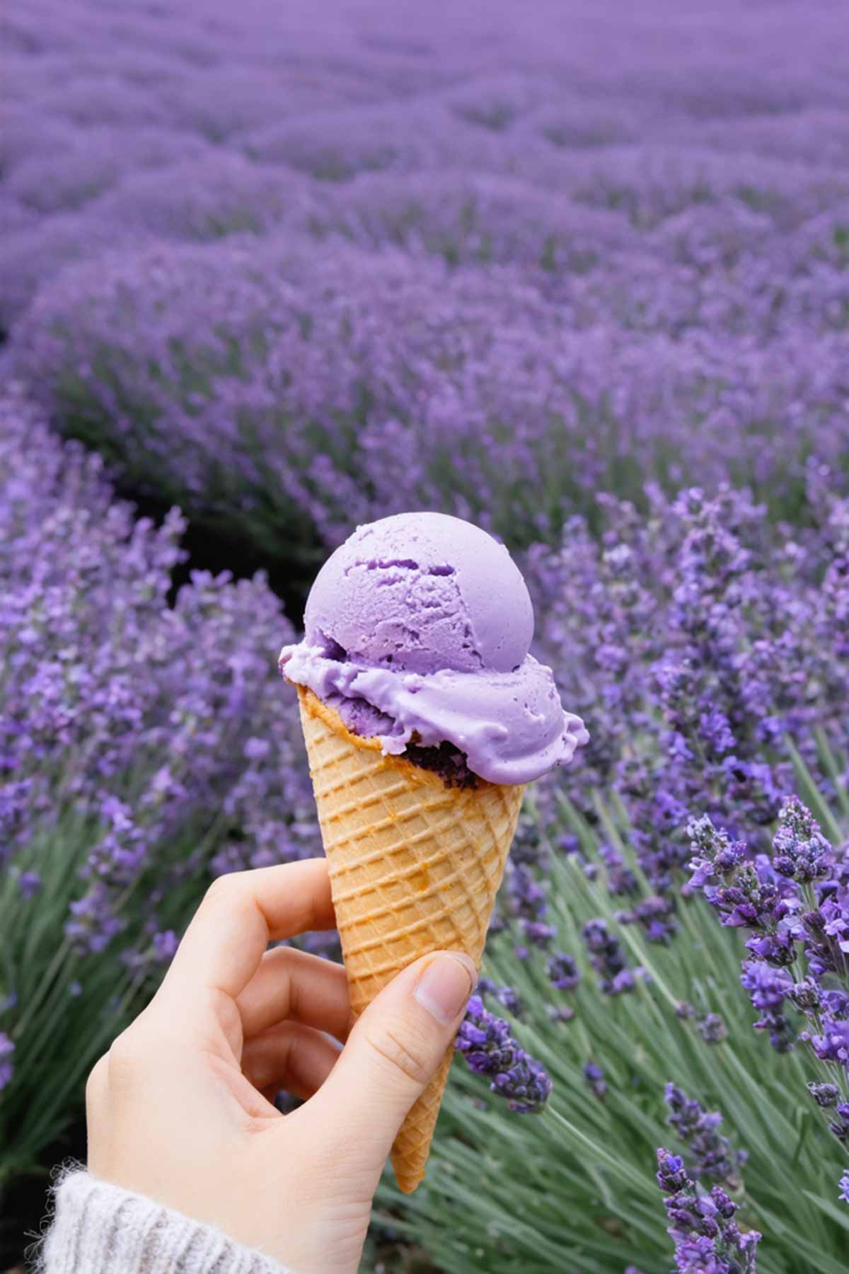Lavender_Ice_Cream Try Lavender ice cream while visiting Lavender Farms in Tasmania
