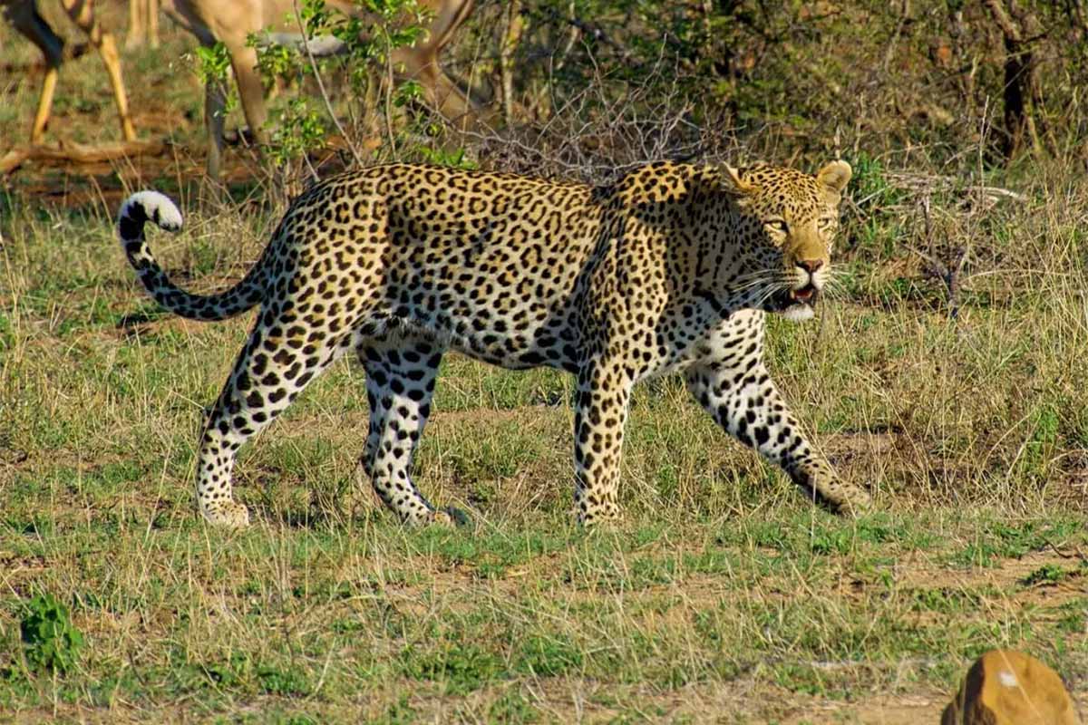 Leopard walking across the grass