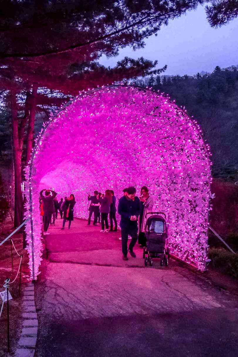 Tunnel of love at the garden of morning calm.