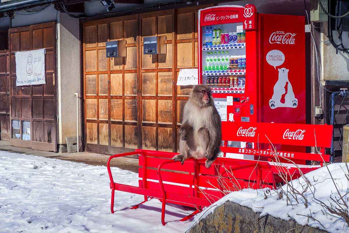 How To See The Snow Monkeys of Japan