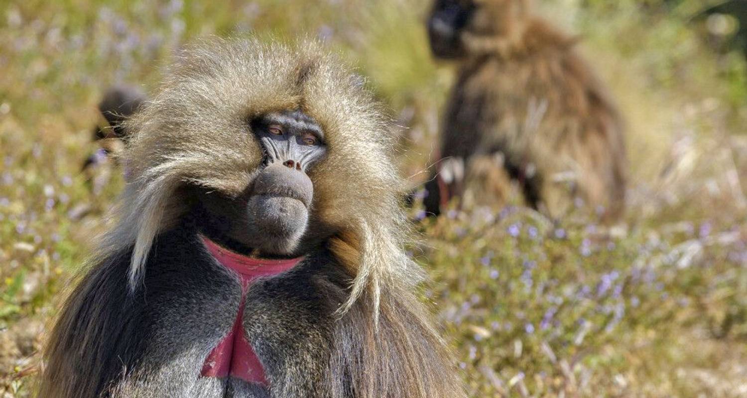 Monkey in the Simien Mountains Ethiopia