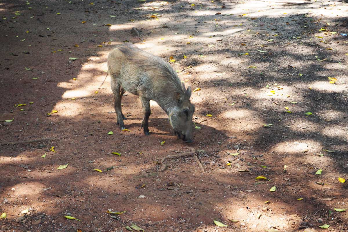 Mr_Warthog_Mlilwane_National_Park A warthog in Mlilwane Game Sanctuary Eswatini