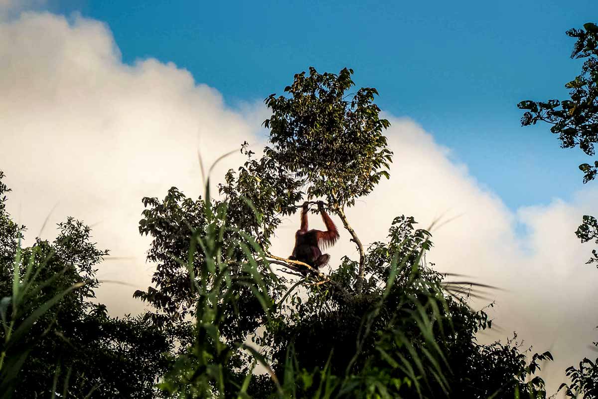 Huge male Orangutan making his nest for the night on Kinabatangan River Borneo