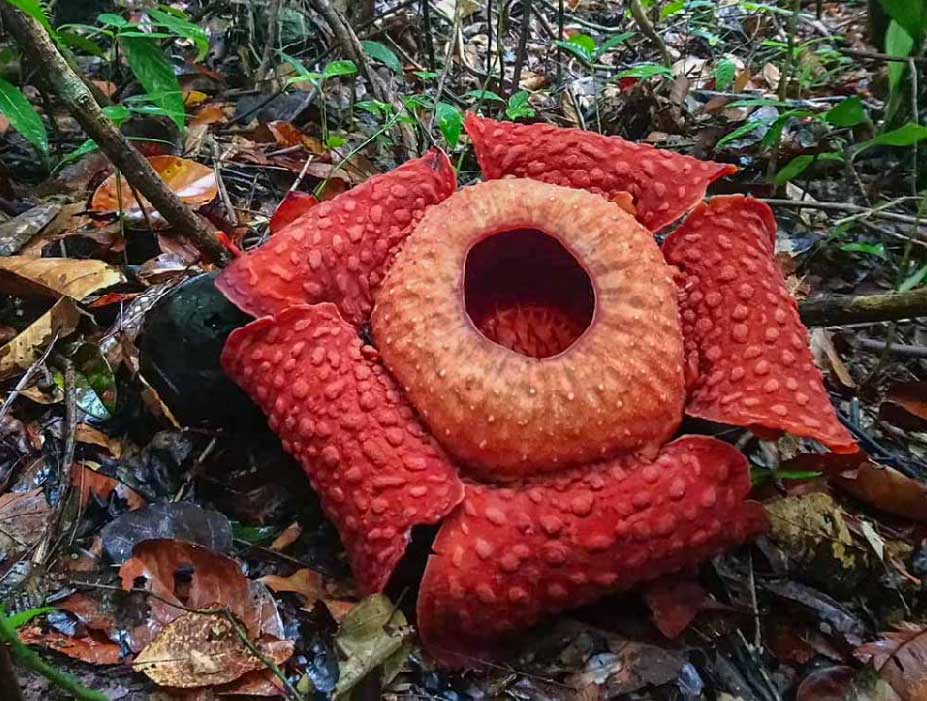 RafflesiaFlowerOPT Rafflesia Flower Borneo
