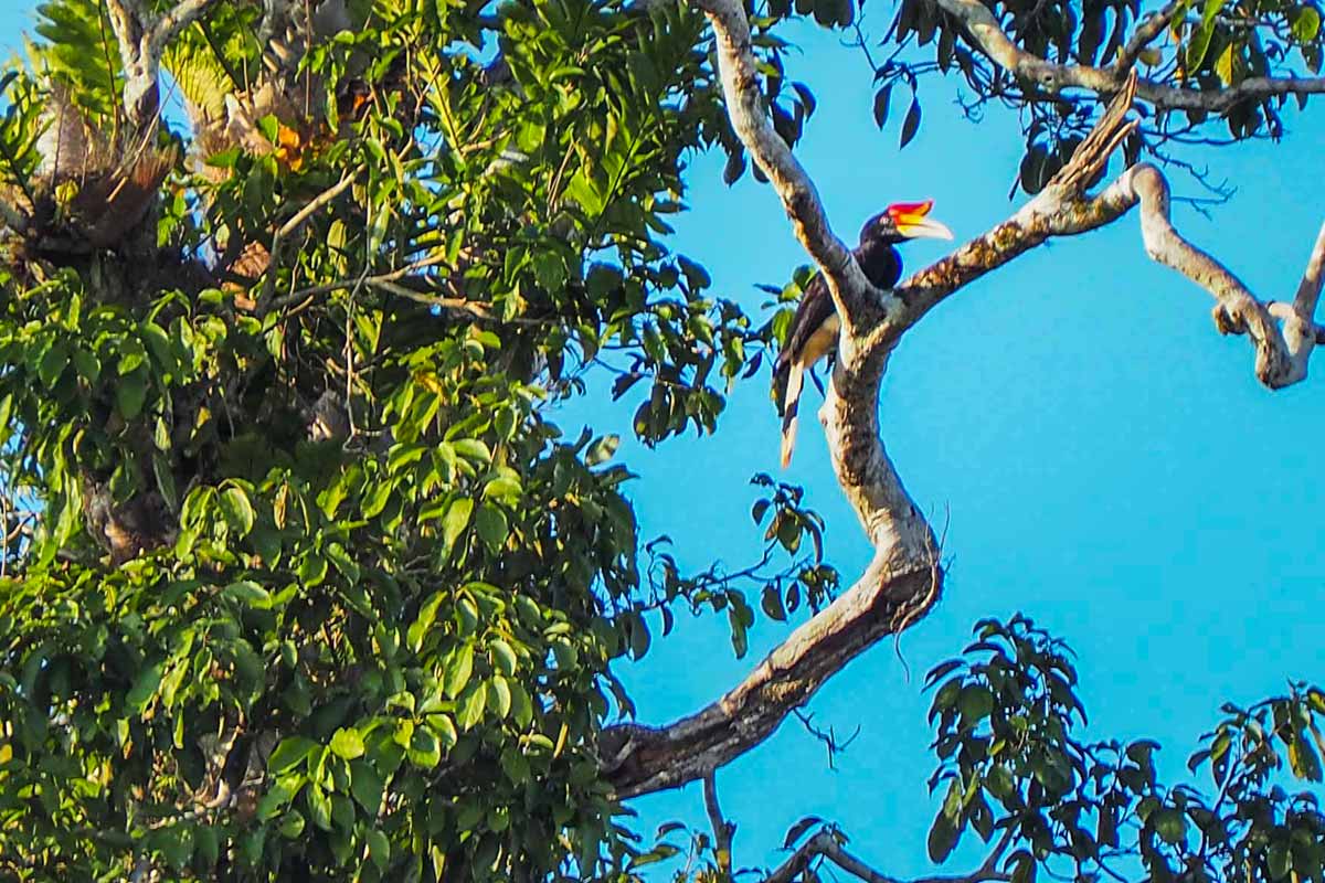 Rhinoscerous Hornbil on the Kinabatangan River Borneo