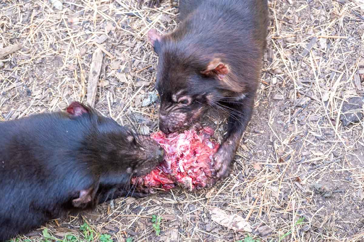 Tasmanian Devils competing over meat at the Unzoo near Port Arthur