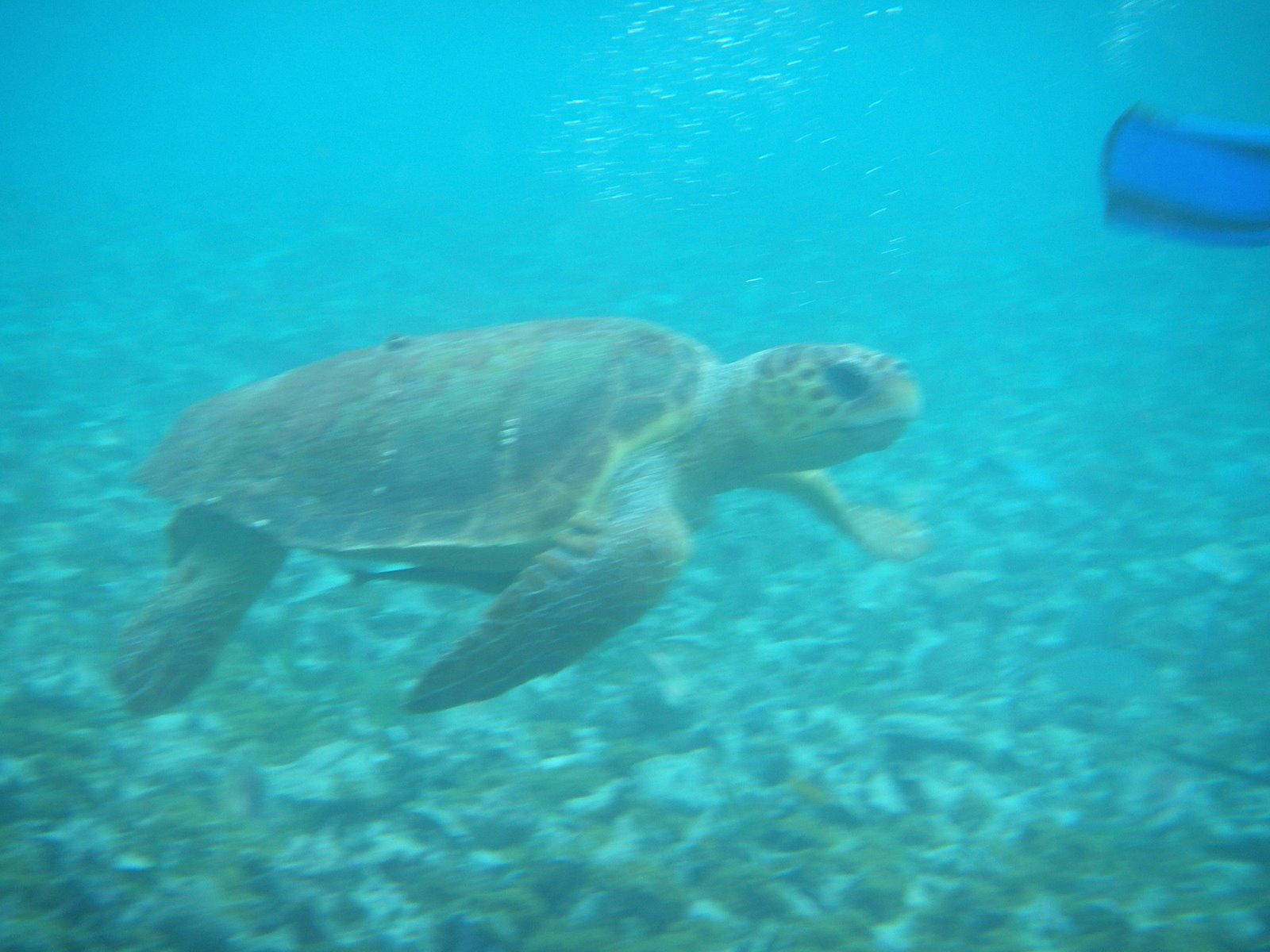 Sea turtle Caye Caulker