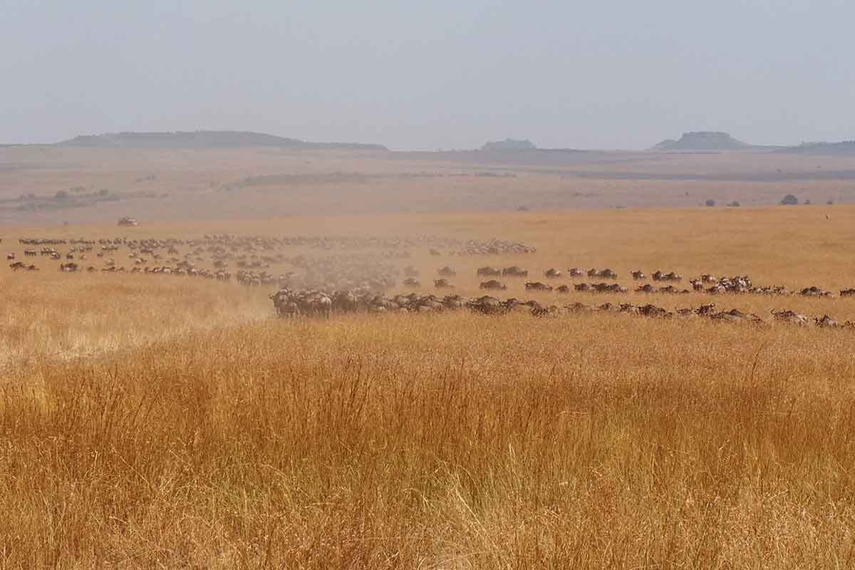 Dust surrounding thousands of Wildebeast migrating through Masai Mara National Park