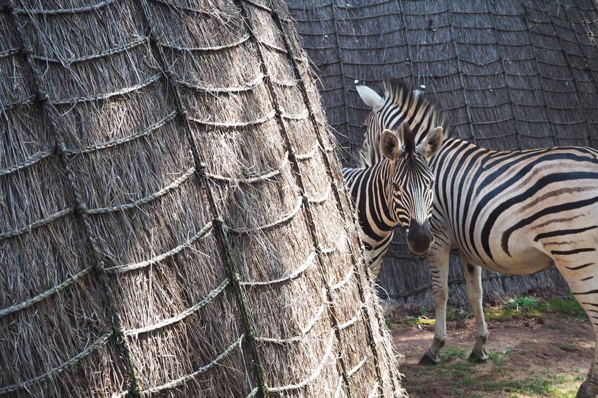 Zebra_Stalking_Me Zebras in Mlilwane National Park stalking me.