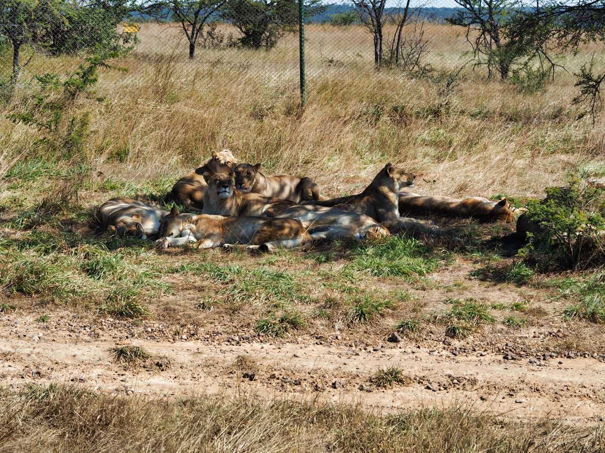 Lions in the release group at Antelope Park, Gweru, Zimbabwe