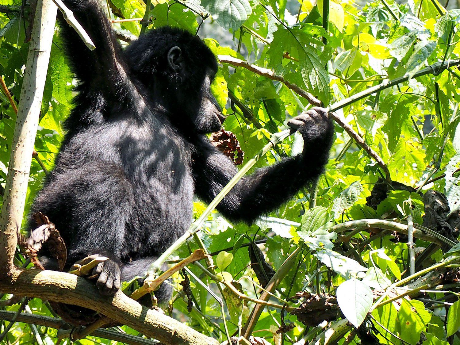 A baby mountain gorilla in Bwindi Impenetrable Forest