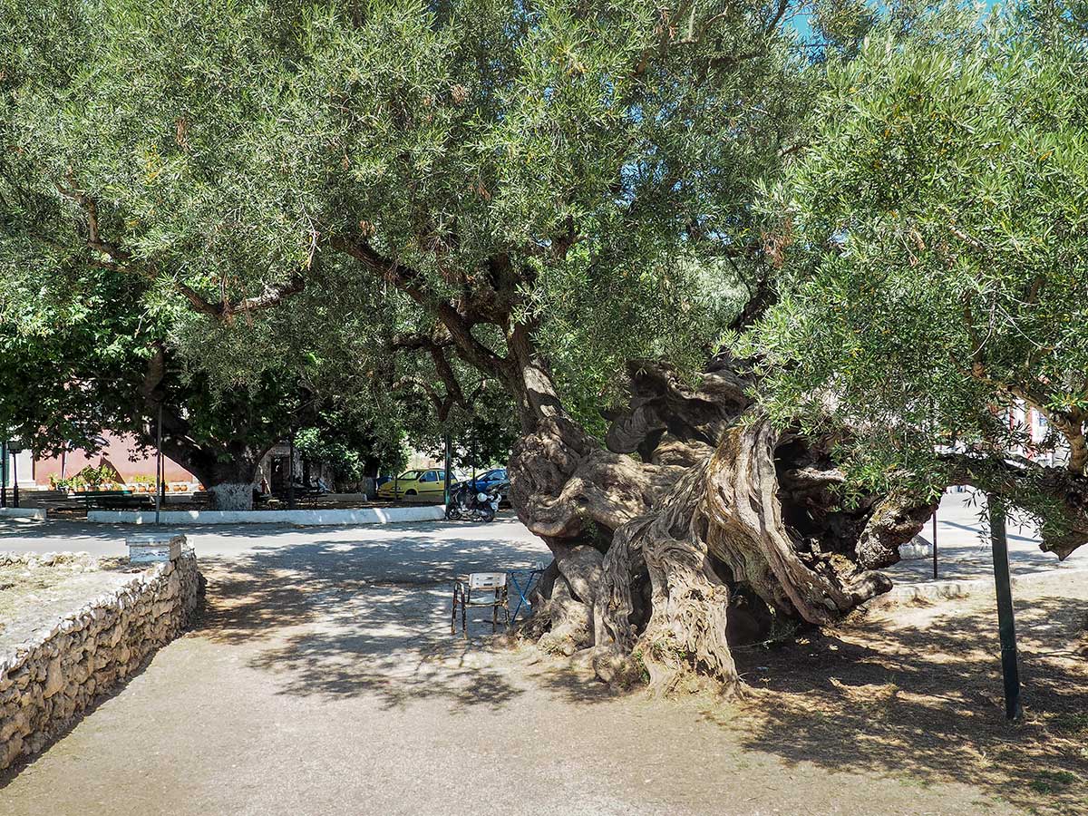 2300 hundred year old Olive tree at Exo Chora, Zankynthos, Greece