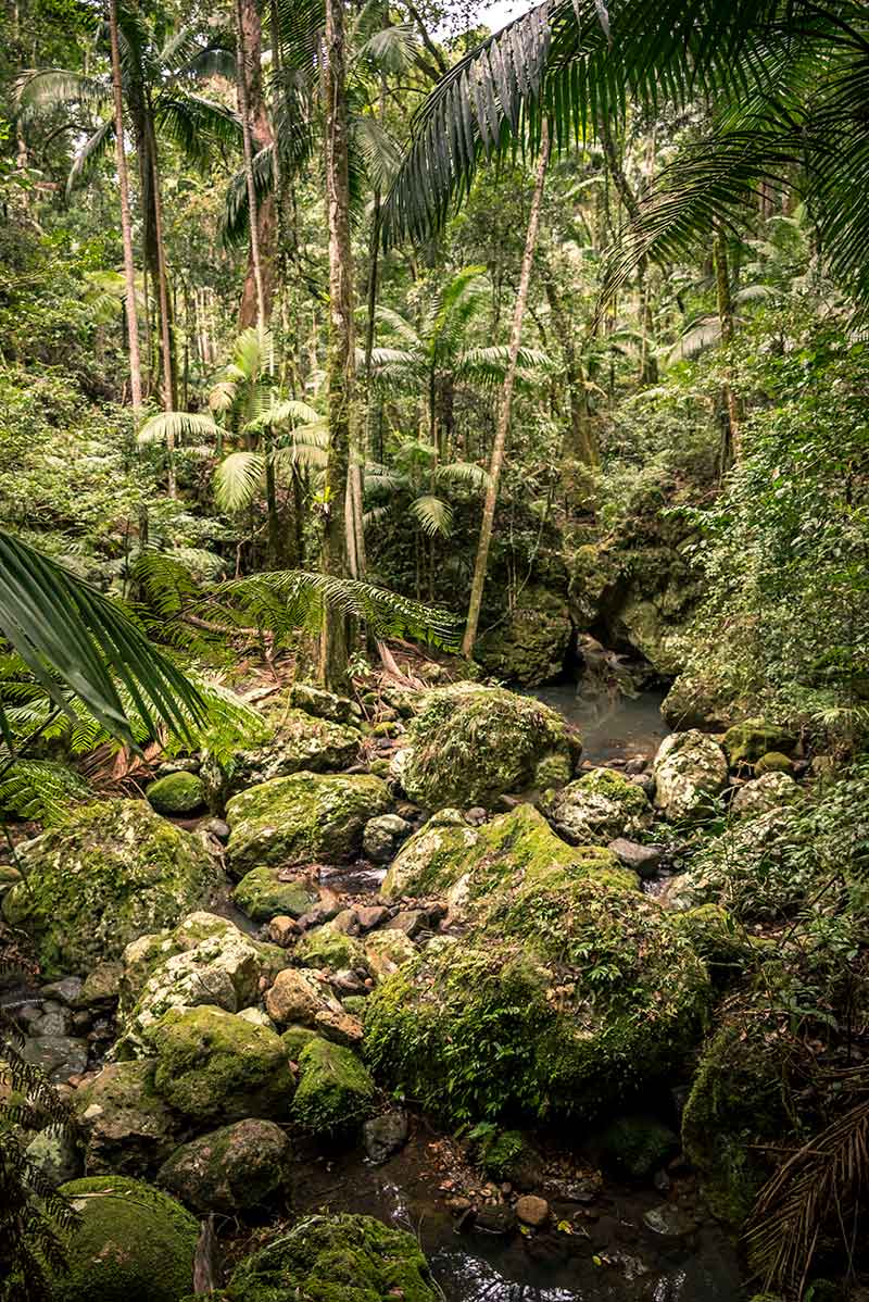 Sub Tropical rainforest on Ship's Stern Circuit bushwalk, Lamington National Park
