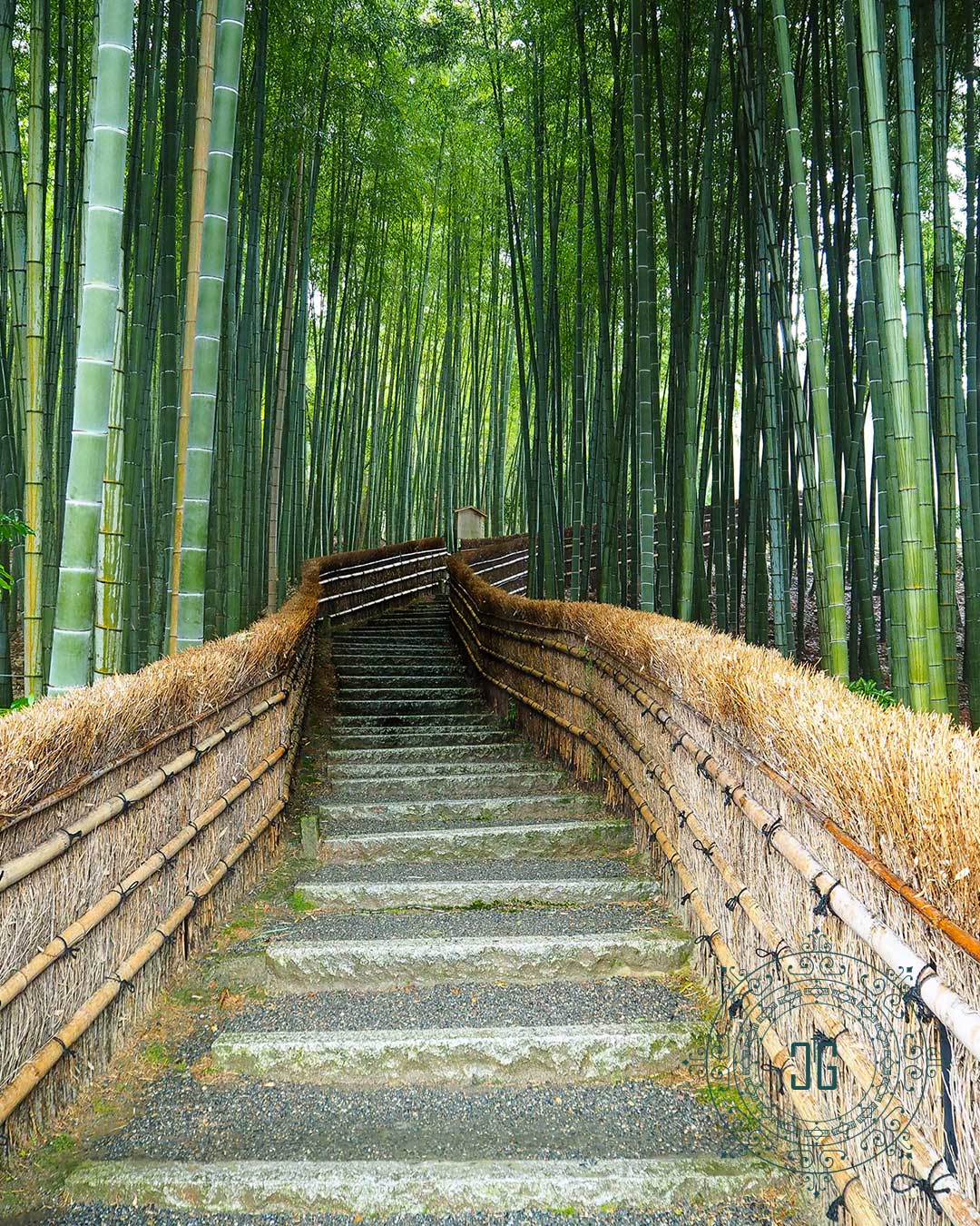 Bamboo Grove Japan