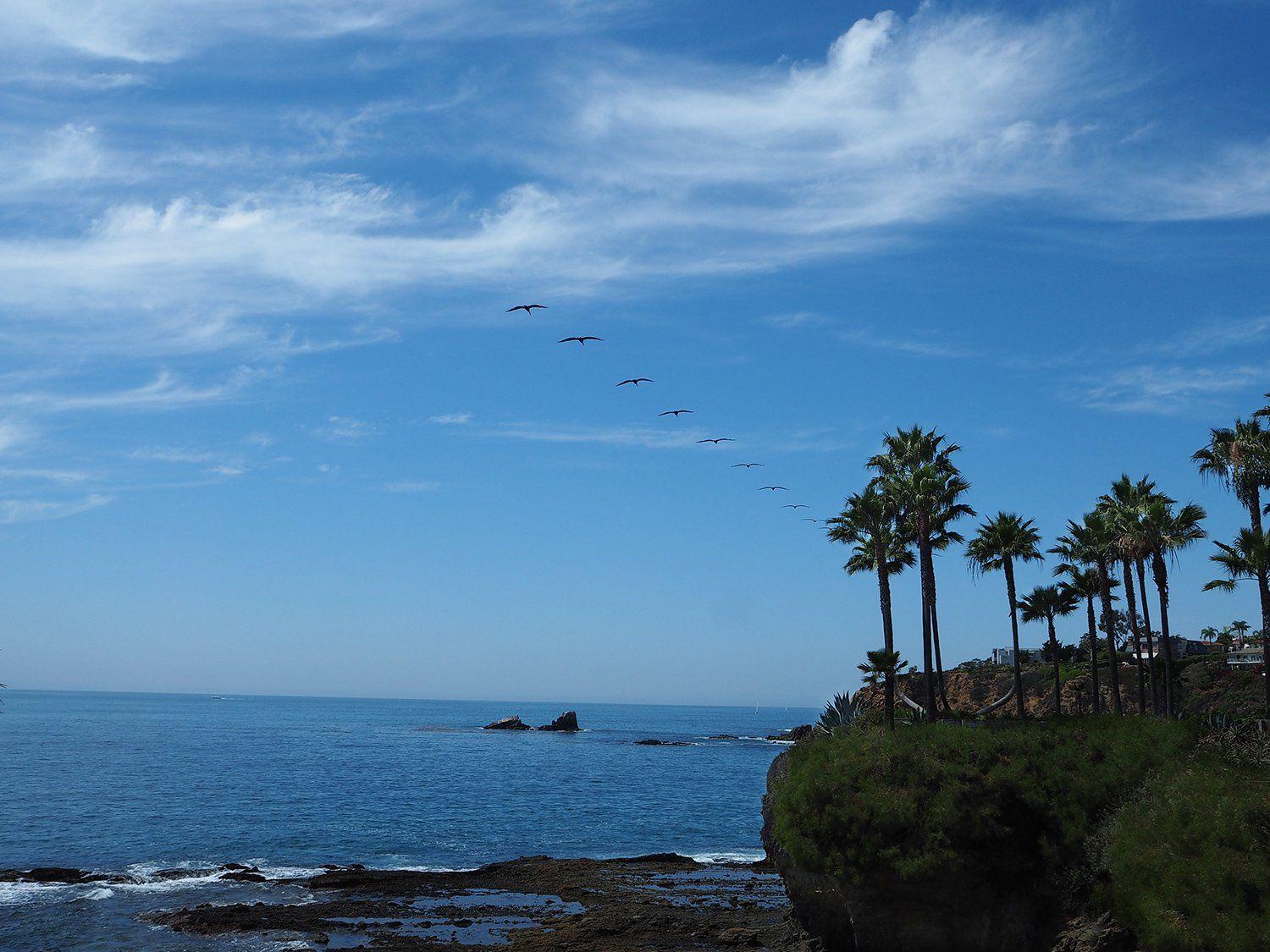 Birds flying over Shaws Cove Laguna Beach