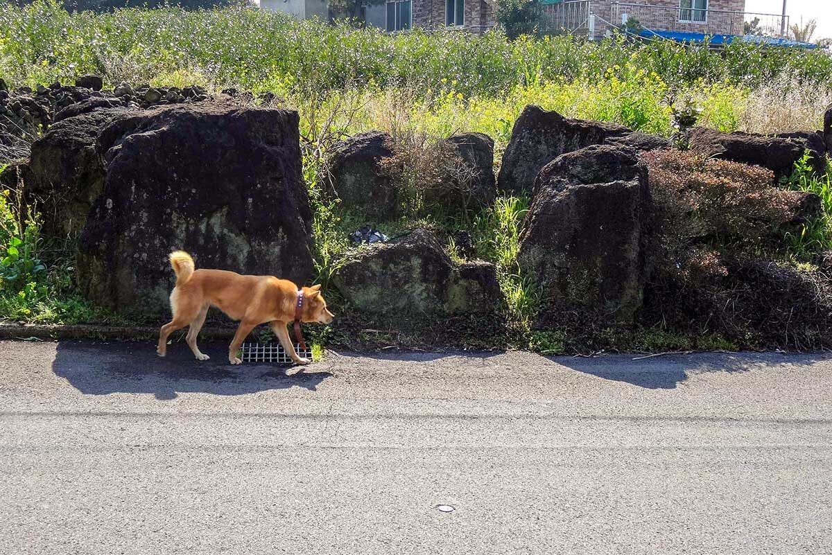 Bombo the Jeju Olle hiking dog.