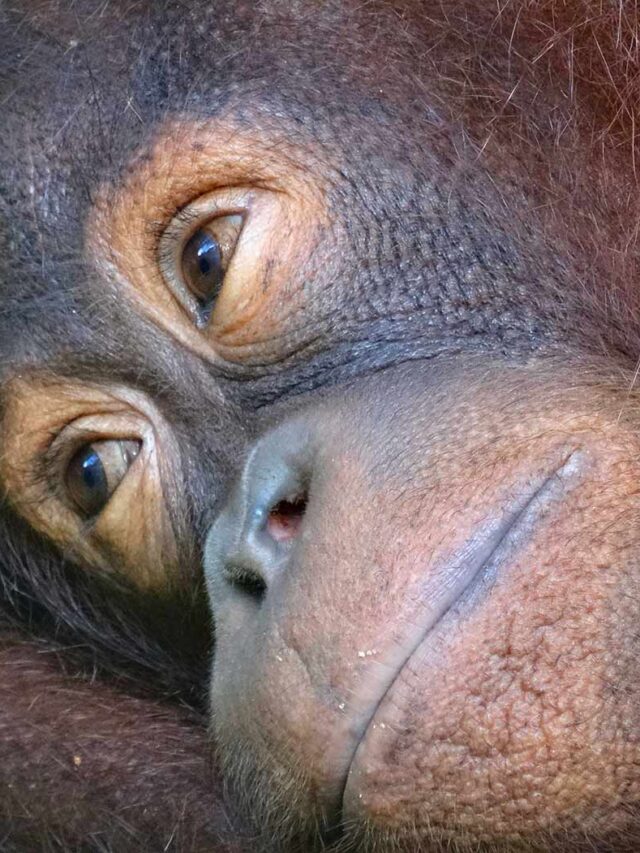 Baby Orangutan Face, Sepilok Orangutan Centre Borneo