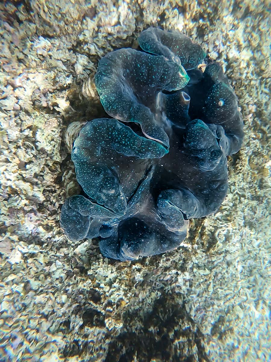 Electric blue markings on a giant clam.