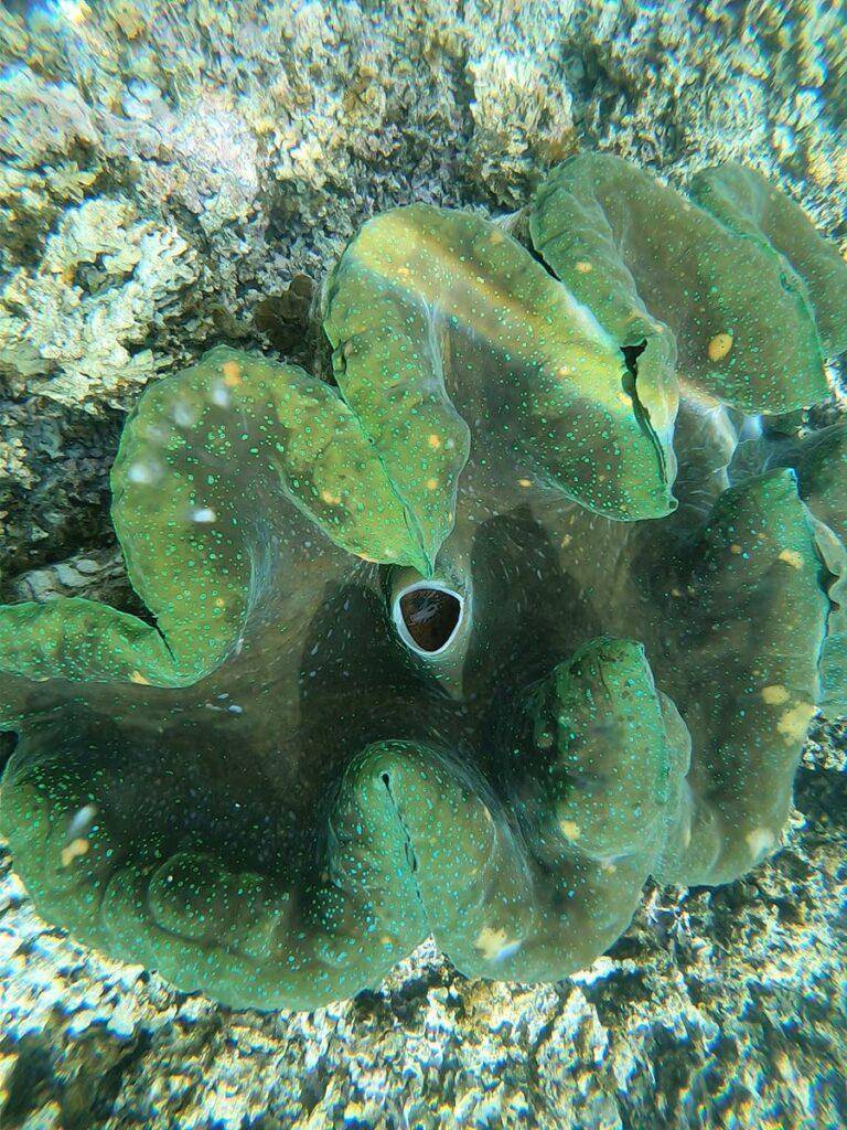 Up close with this green coloured clam at Savaia Village Giant Clam Sanctuary