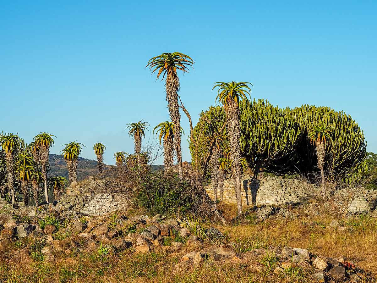 Vegetation taking over Zimbabwe's Great Ruins
