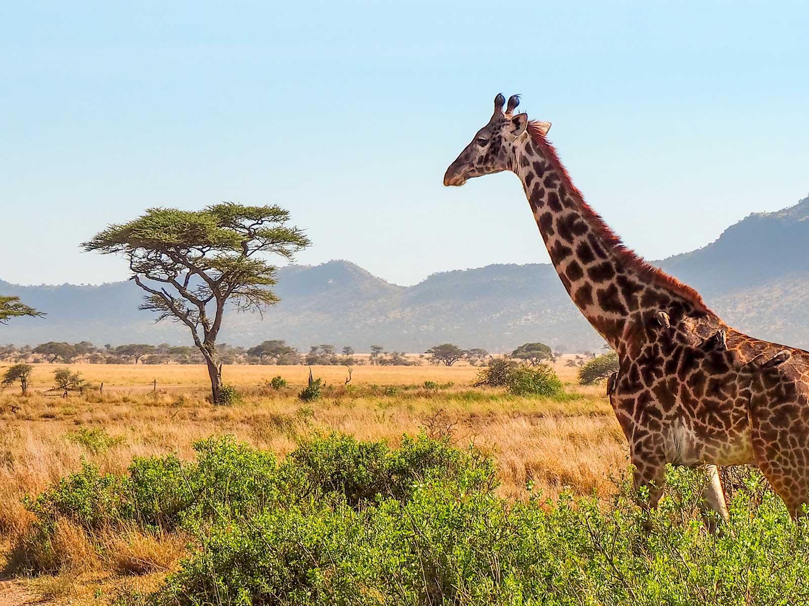 A giraffe in Serengeti National Park