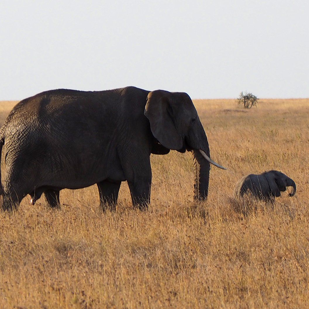 A fully grown elephant with a week old calf