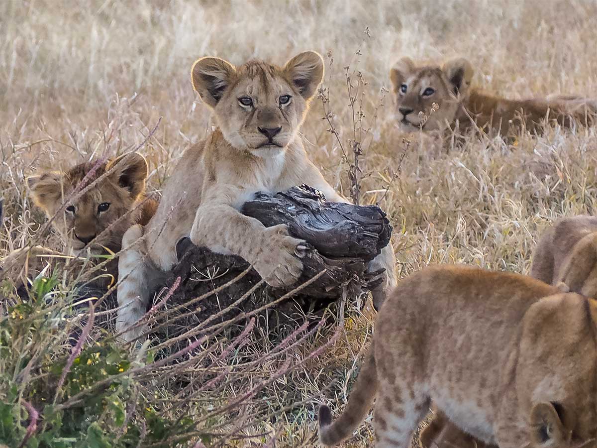 Lion cubs playing on a log, Serengeti, Tanzania
