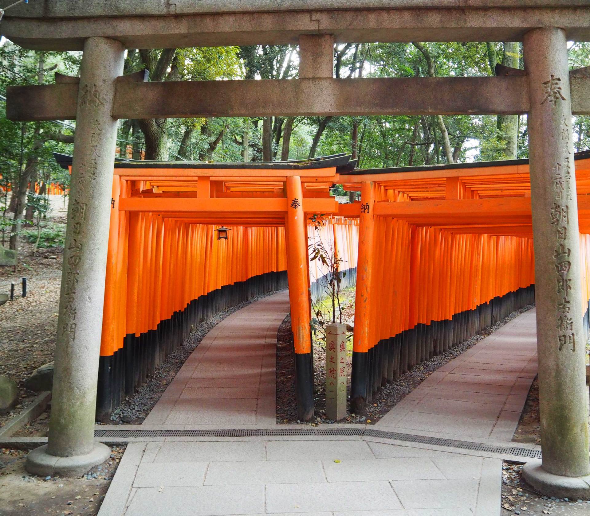 The Torii Gates at Fushimi Inari Shrine