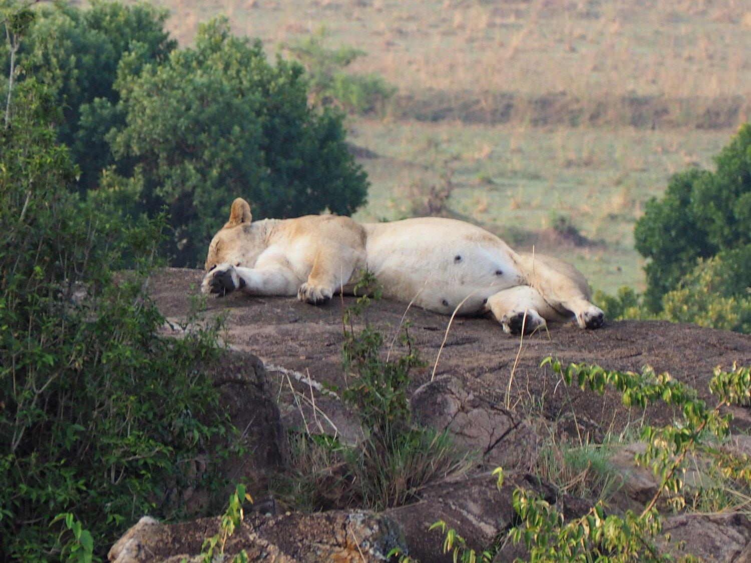 A very pregnant lioness, Masasi Mara