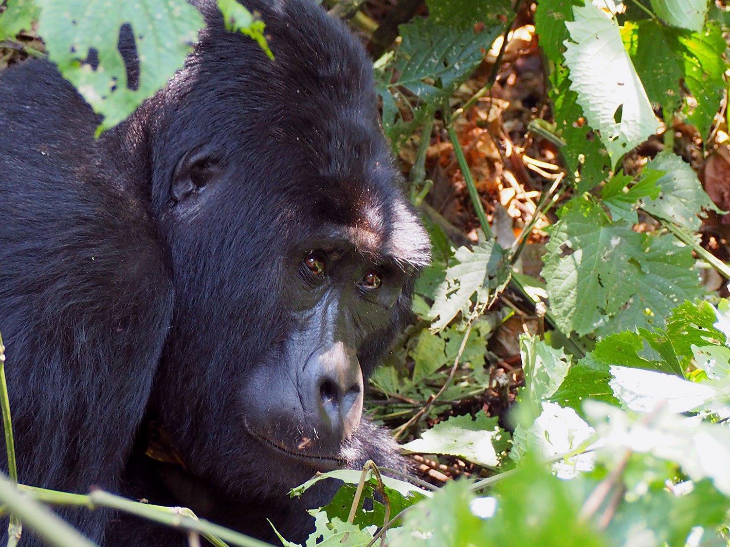 The mountain gorillas of the Impenetrable forest in Uganda