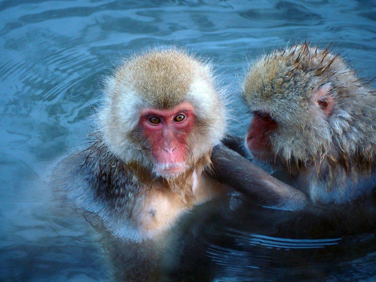 Snow monkeys preening each other at Jigokudani Monkey Park