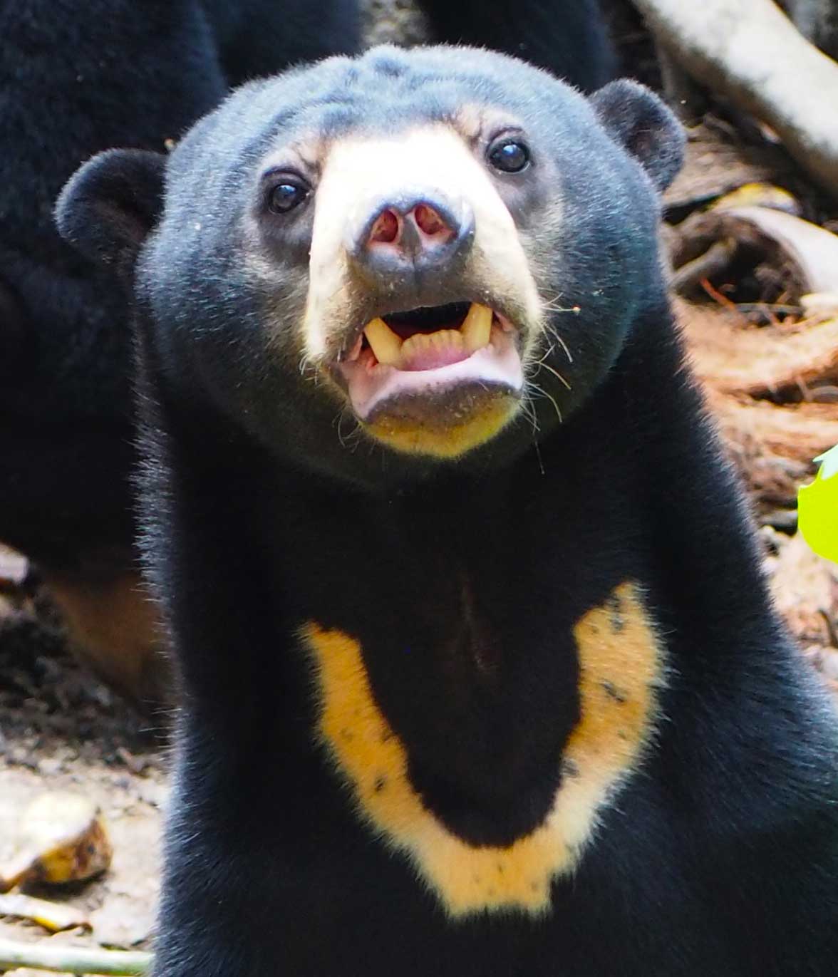 Help to Save The Malaysian Sun Bears