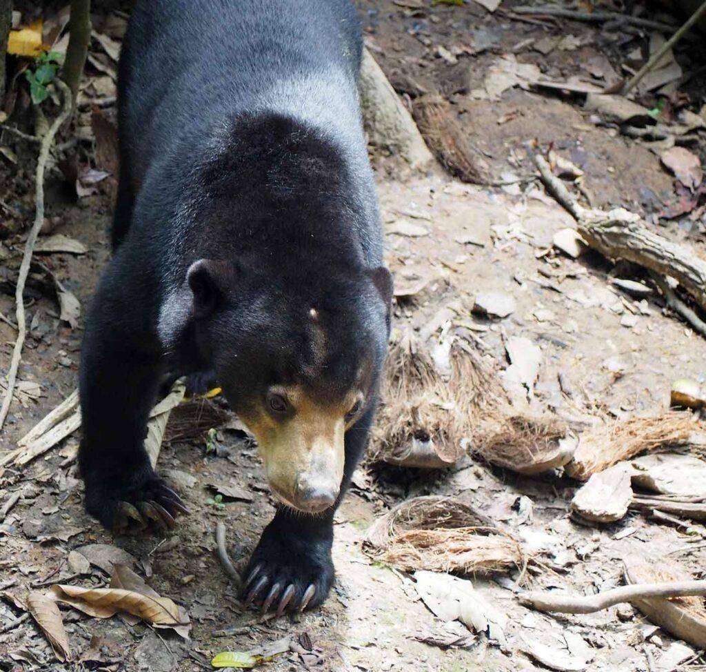 An adult Sun Bear at the rehab centre in Sabah, Borneo.