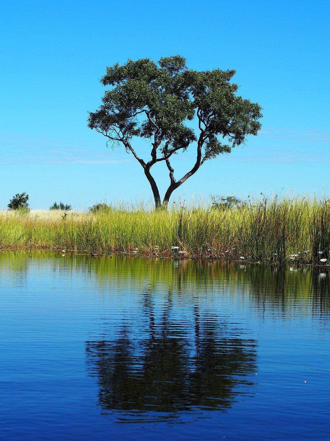 Our swimming hole in Botswana's Okavango Delta
